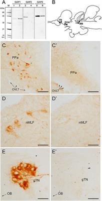 Morphological Evidence for Functional Crosstalk Between Multiple GnRH Systems in the Male Tilapia, Oreochromis niloticus